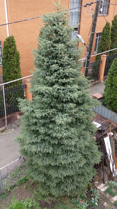 Продам крупномерную голубую ель