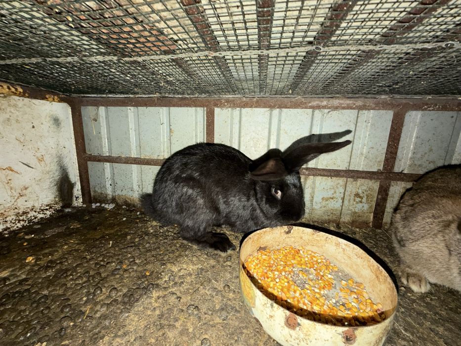 Iepuri de casă rasă mixtă