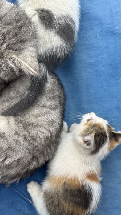 маленькие котята