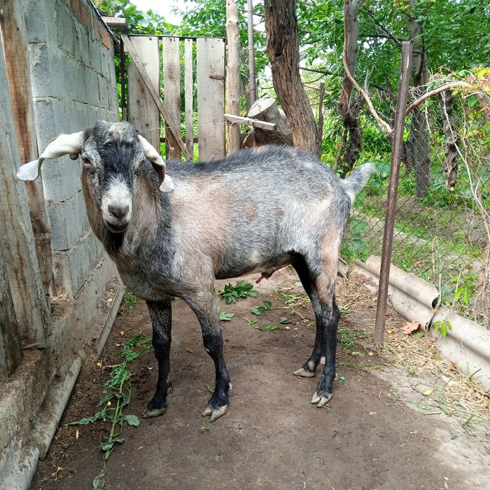 Козел нубийский ,крупный.