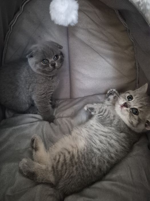 Продам шотландских котят