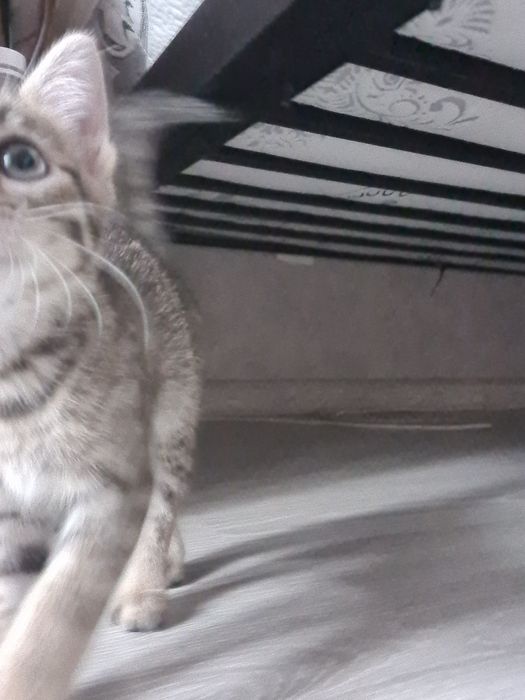 Отдам котёнка даром