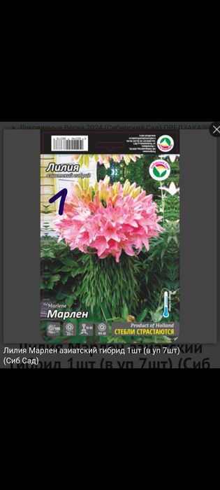 Продам лилии 800тг