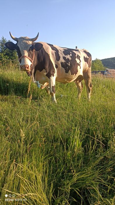 Vând o vacă și o junincă