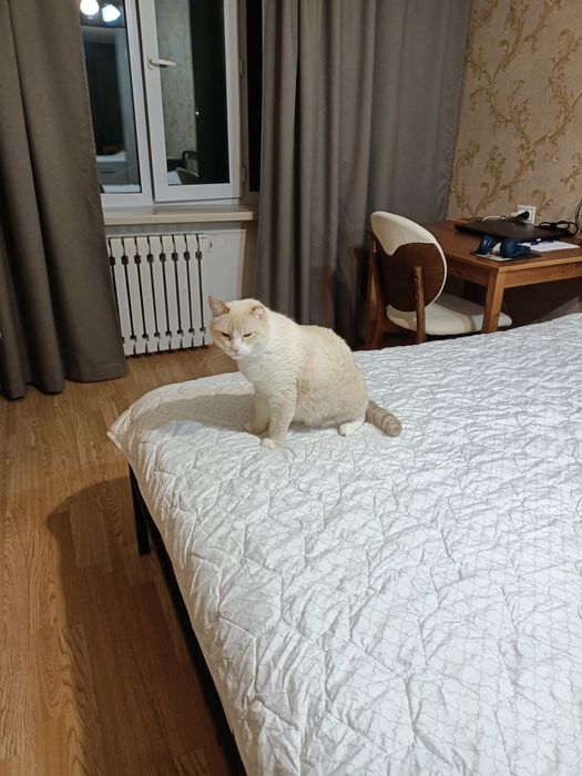 кошечка и котик ищут дом