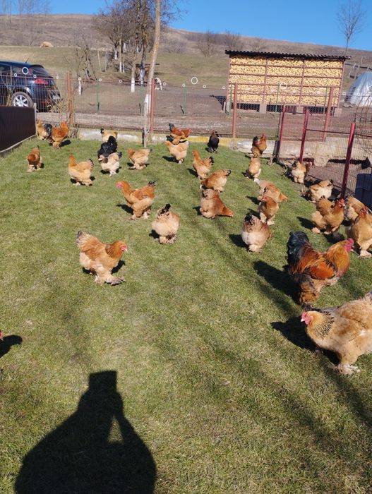 Oua găini Brahma de vanzare