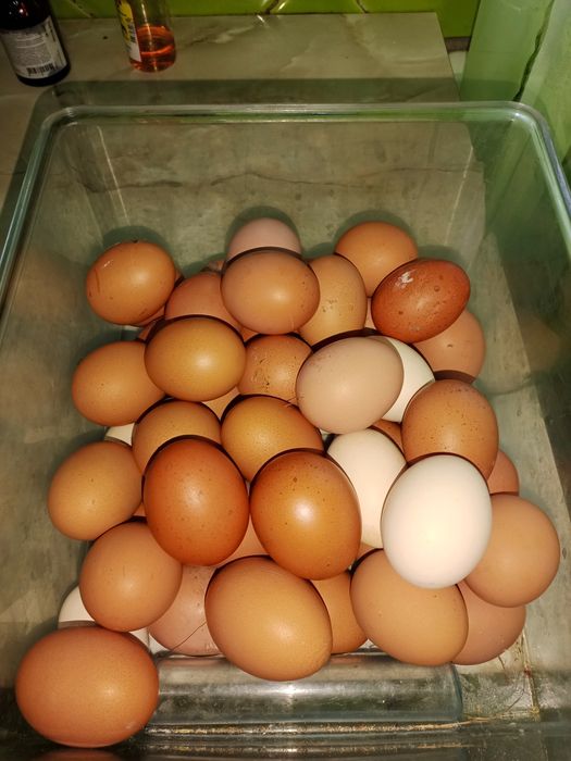 Продам домашние свежие яйца