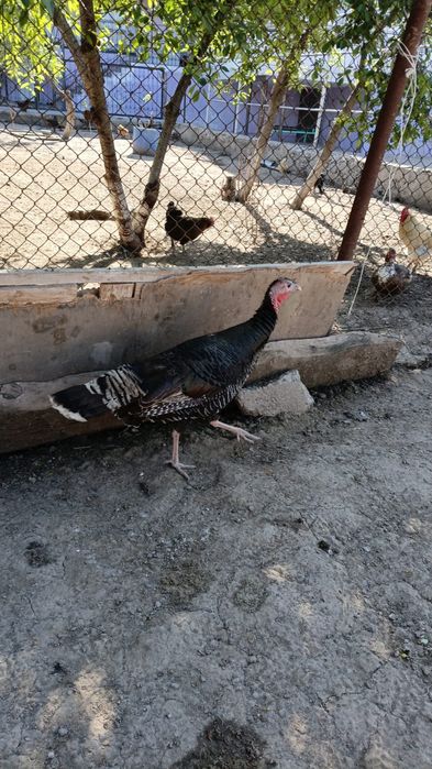 Ундык сатылады Индюк