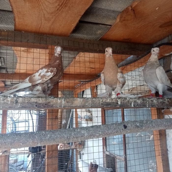 Продам голубей молодых бакинцев