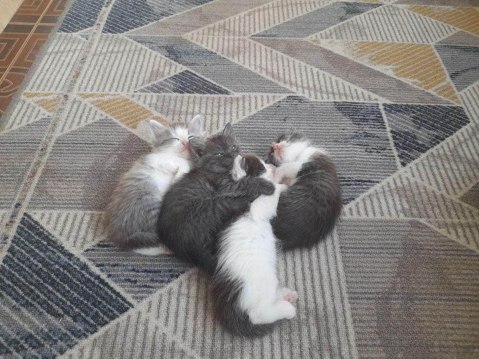 Котята бесплатно