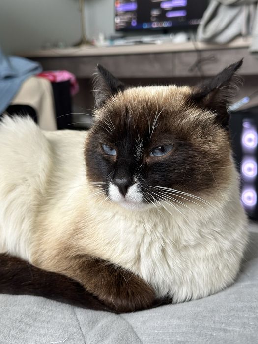 кот тайской породы