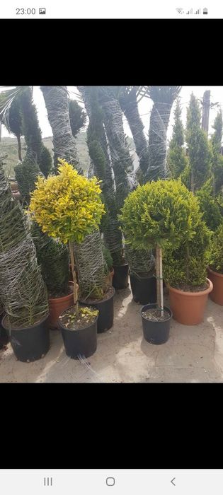 Plante de gradina Tuia Magnolia  Mesteacăn trandafiri Glicina