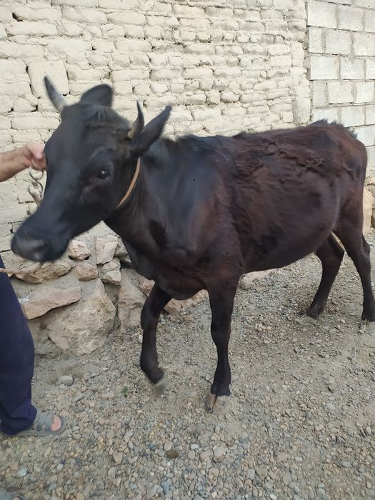 Moslashuvchan orqaga ega shahvoniy fotosini sigir qizi holatida eshagini silkitadi
