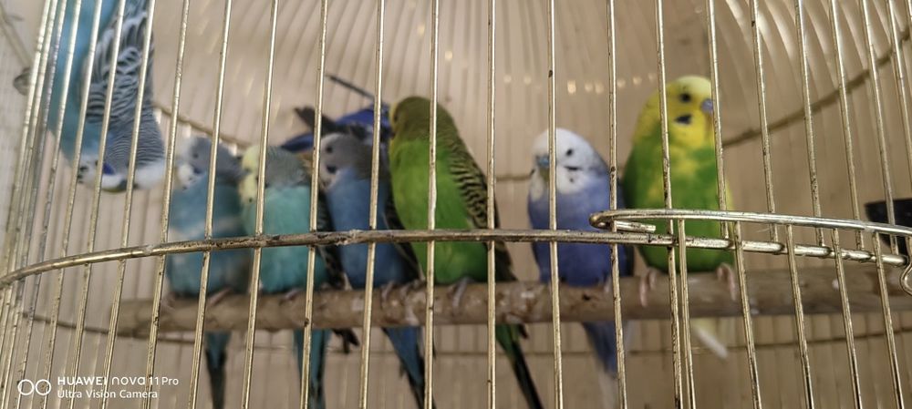 Вълнисти папагалчета