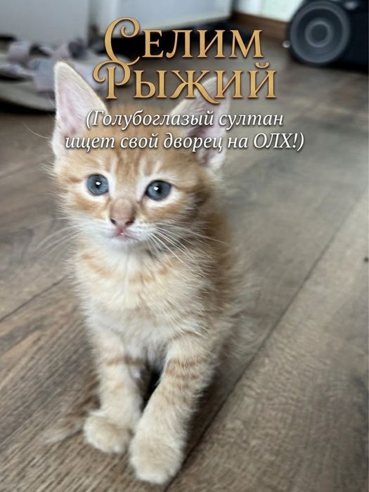 «Хвосты и Усы» ищет новых хозяев !