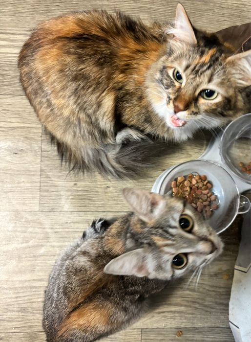 Помогите пристроить кошек