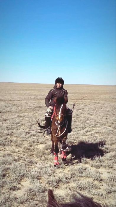 Айғыр сатылады Полукровка Жартықанды