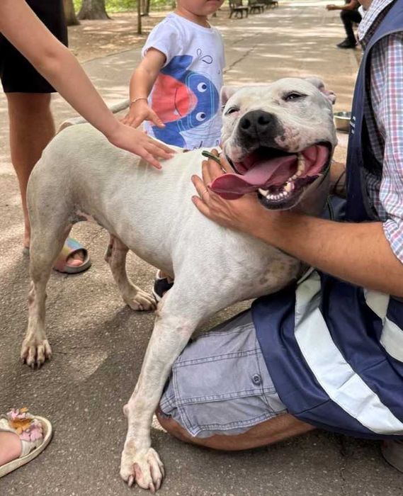 Câini pentru adopție – oferă-le o șansă la o viață mai bună