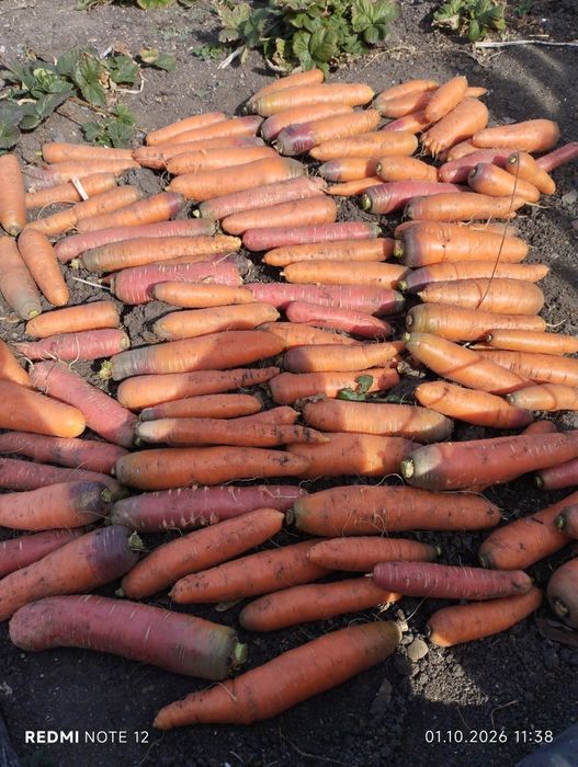Продам морковь домашнюю