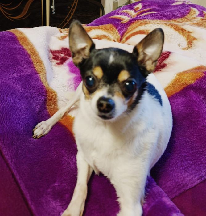 Доброе и верная Девочка