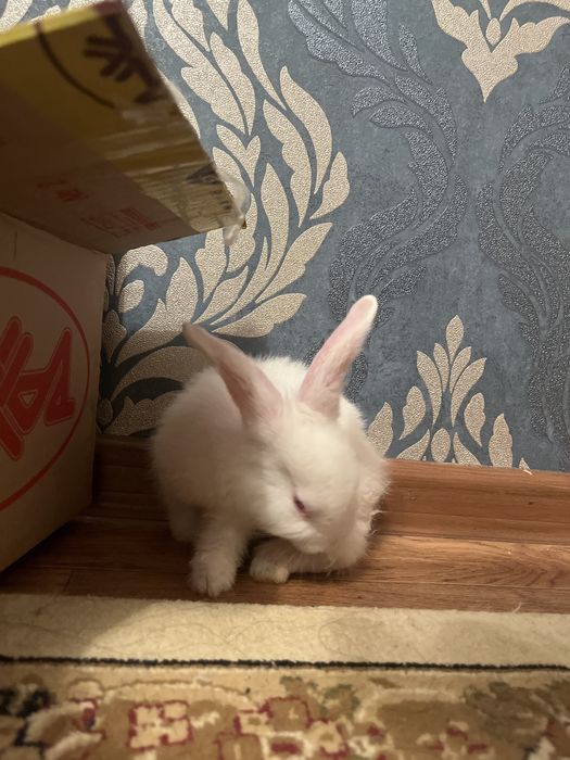 Ақ көжегім сатылады