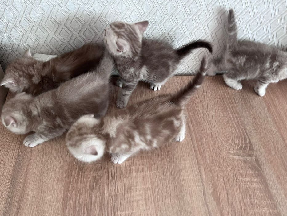 Шотландские котята!