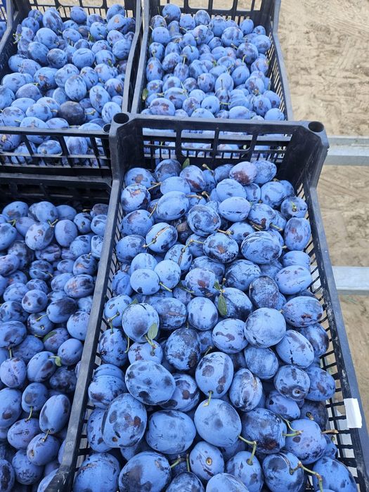 Vand prune Lepotica si pentru tuica