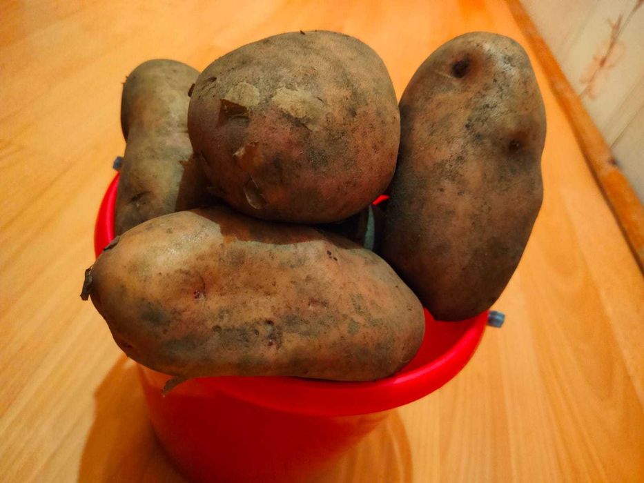 Картофель дачный