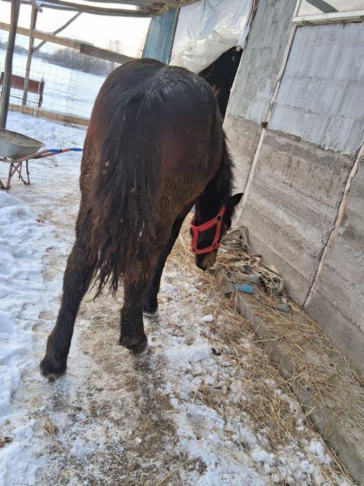 Vând manz de 8 luni