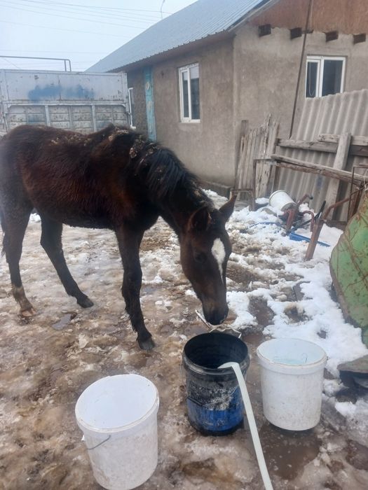 Продам жеребят тайчики  оба ургашы