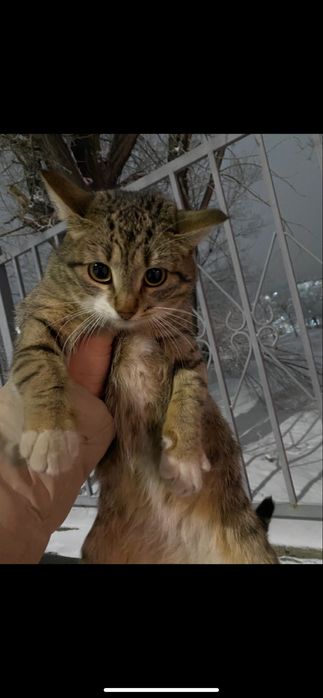 Кошке нужен дом .срочно!