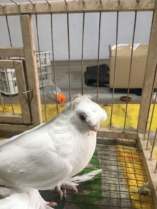 Белый самец молодой