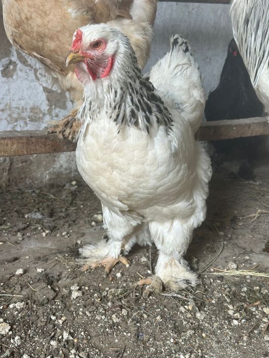 Куры породы брама
