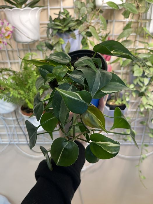 Филодендрон Рио ампельный