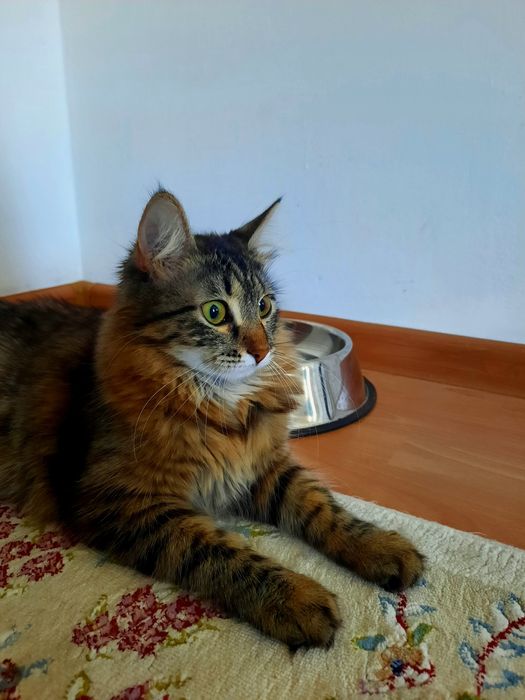 Кошка в добрые руки