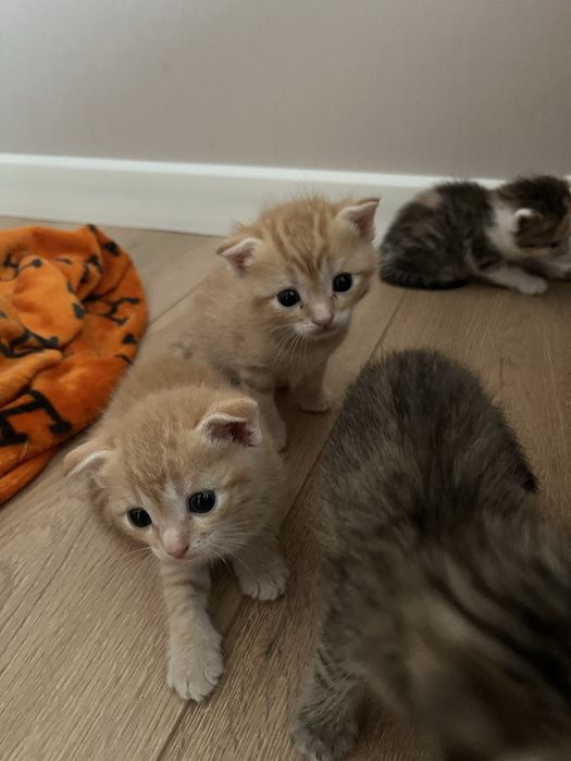 Котята породистые