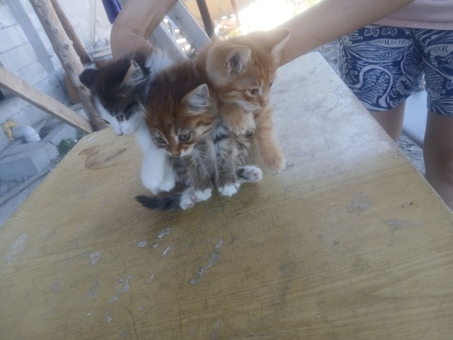 Отдам котят в добрые руки