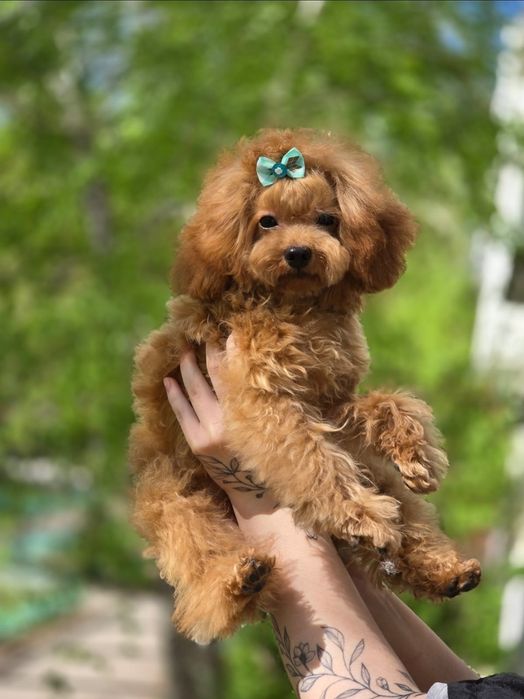 Вязка тедди, мальтипу, той пудель