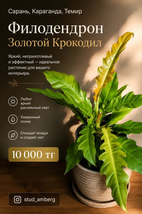 Филодендрон 1 ...