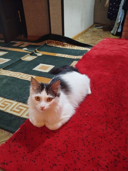 Нежная и очень умная кошечка Мими, ещё нет года. Не стерилизована.