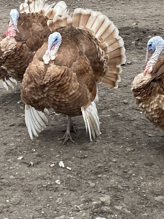 Vând curci si curcani frumoși !