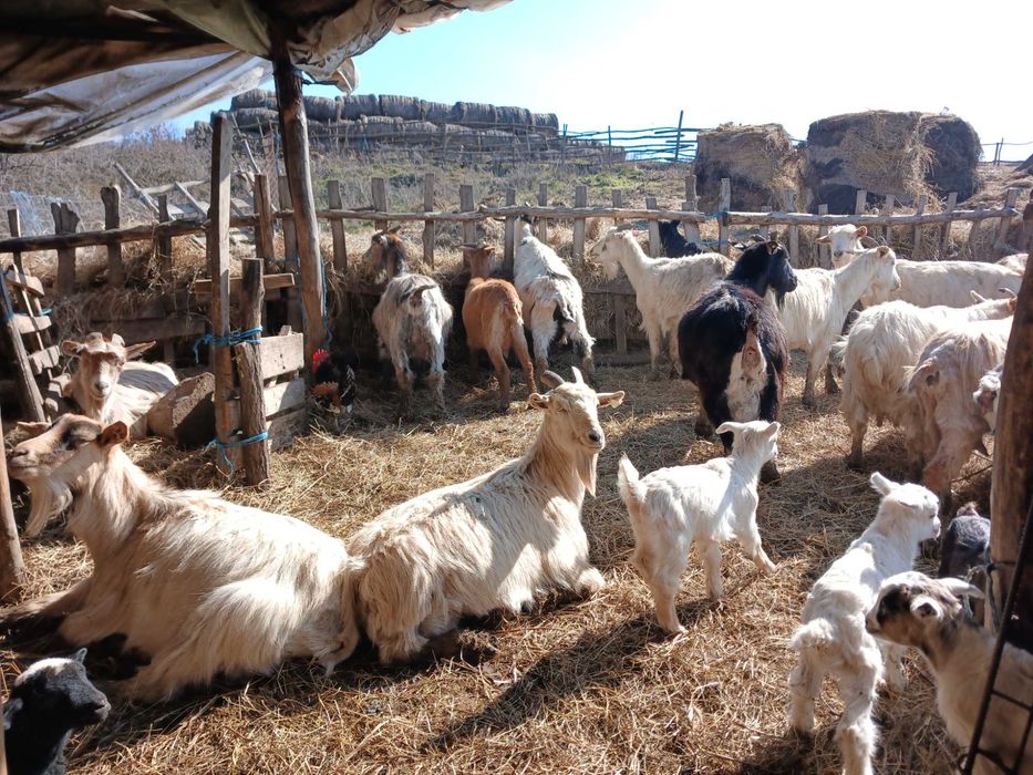 Vand capre cu si fara iezii!