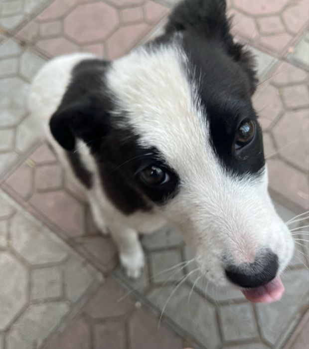 щеночек (девочка)