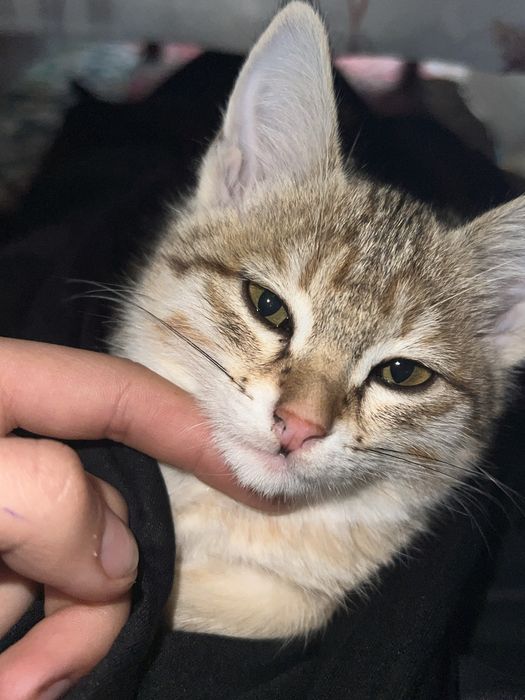 3 oyli mushi qiz bola