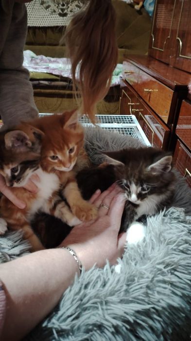 Продажа котят Мейкун