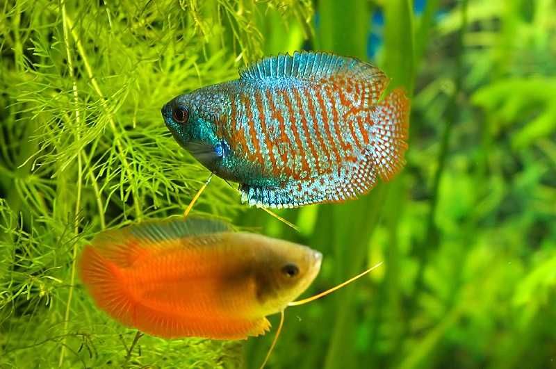 Аквариумная рыбка "Лялиус"