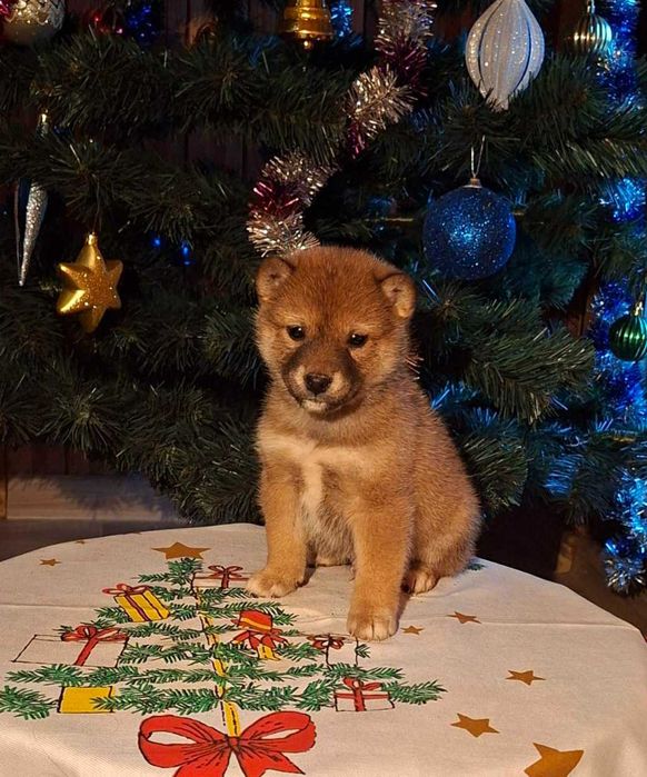 Шиба ину прекрасни кученца