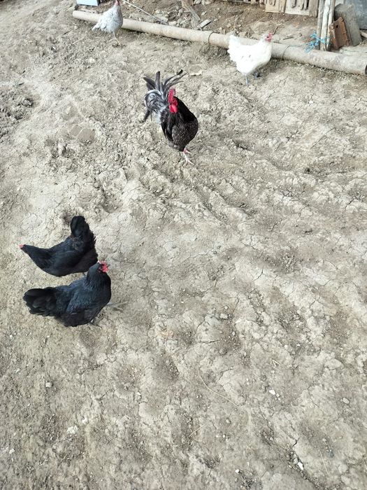 Pui de la pasarile din imagini