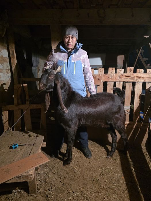 Камори теке таза