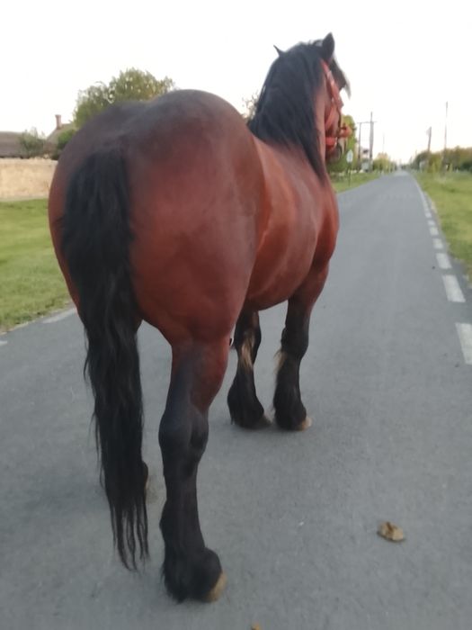 Vând sau schimb harmasar de 4 ani jumate